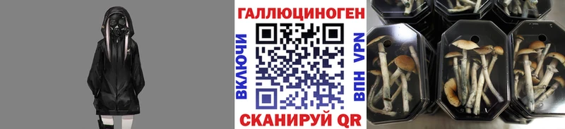 Псилоцибиновые грибы Cubensis  цены наркотик  Черемхово 